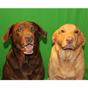 Bruser & Mowlgly Bruser & Mowlgly